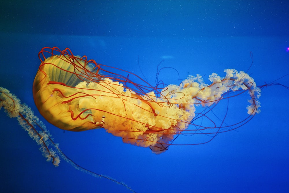 view of two jelly fish