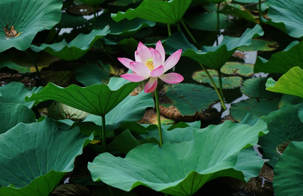 pink lotus flower