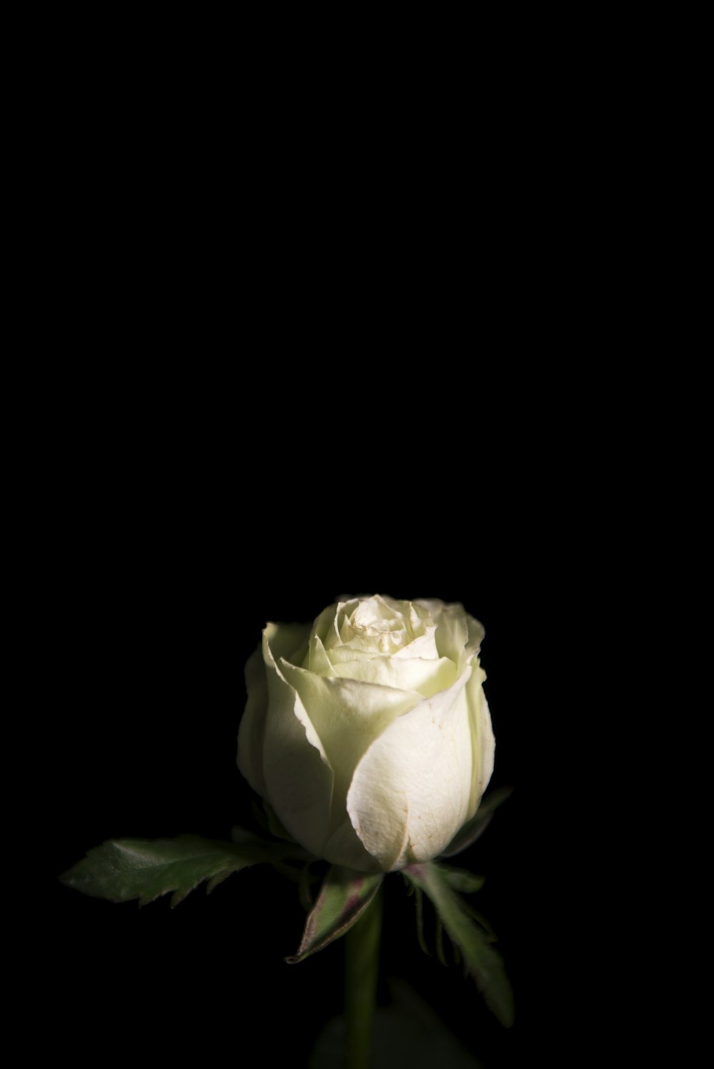 white rose