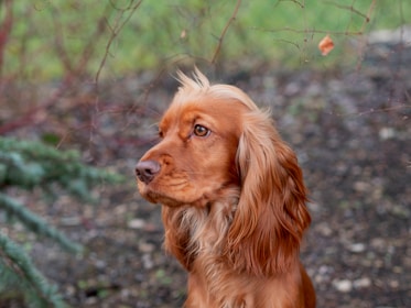 A brown dog with long, flowing ears and a silky coat sits against a blurred natural background. Its expressive eyes gaze into the distance, suggesting alertness and curiosity.