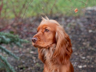 long-coated tan dog