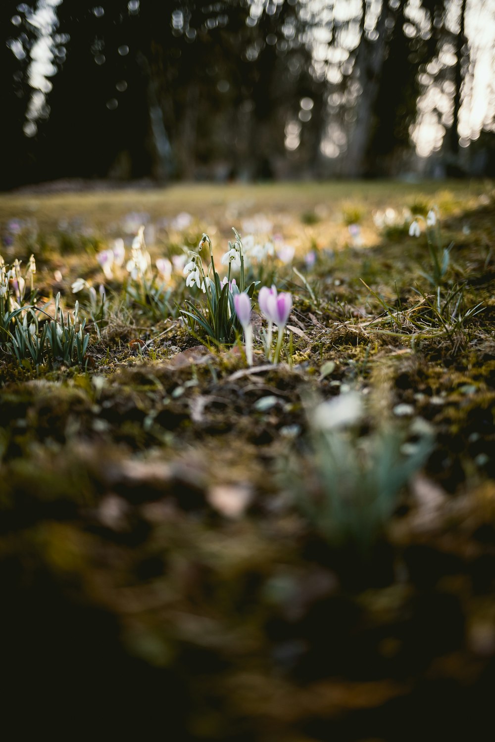 fleur aux pétales violets