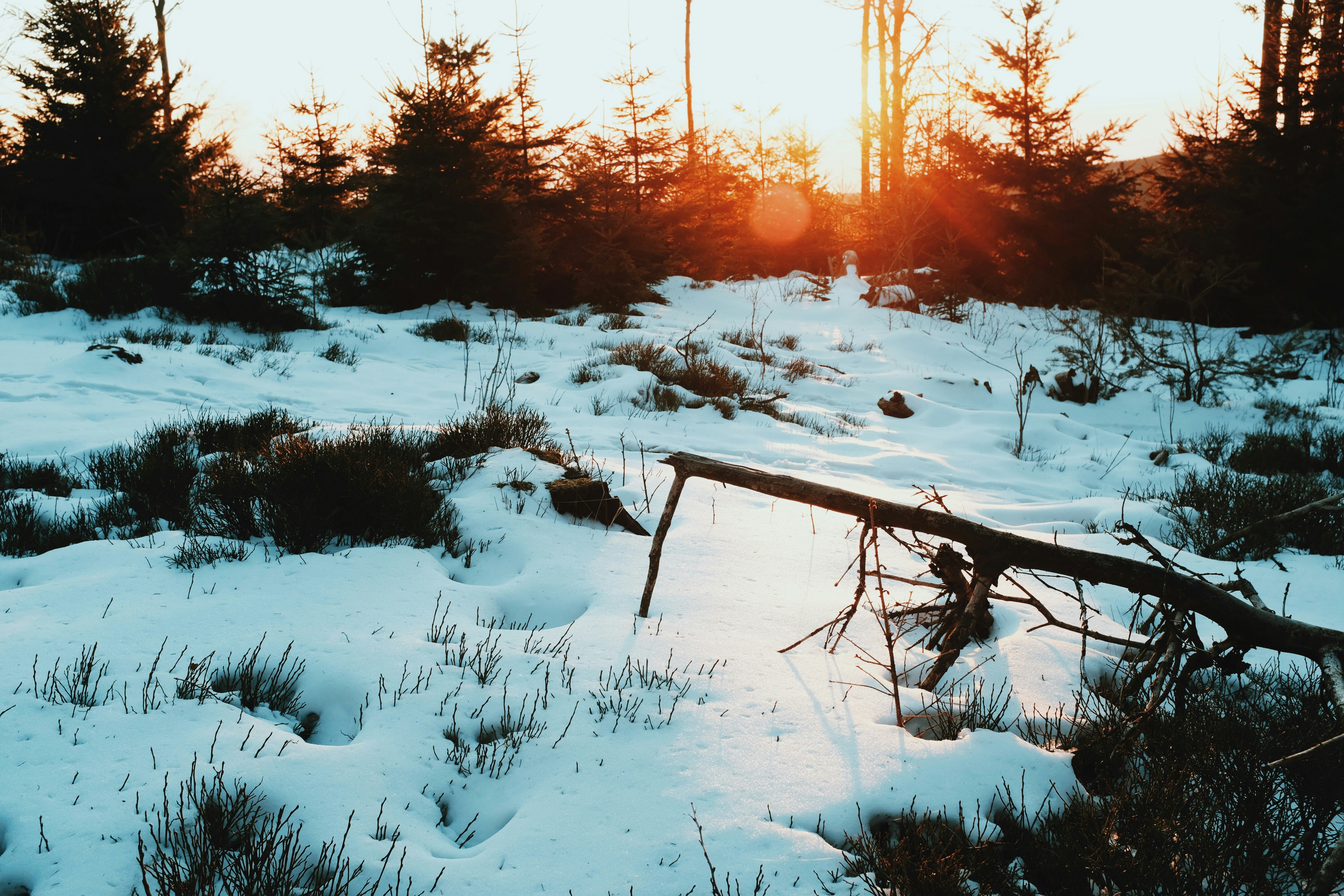 grasses covered in white snow