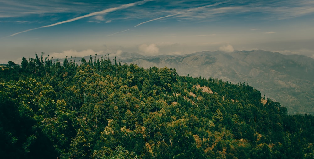 high-angle photography of mountain covered with trees