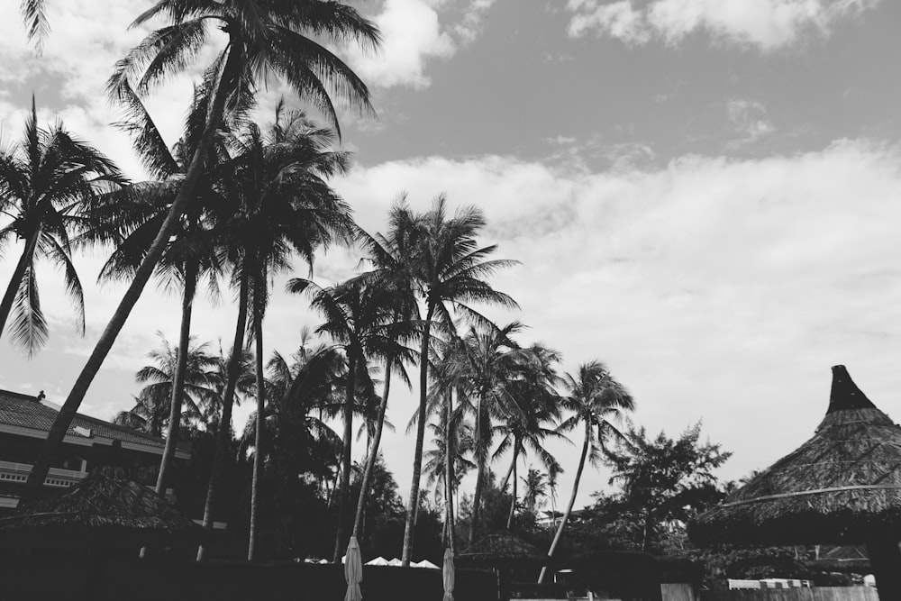 grayscale photo of palm trees