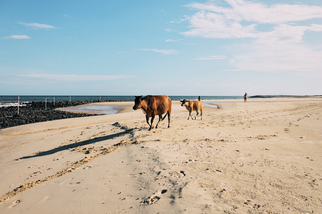 two brown cows on beach