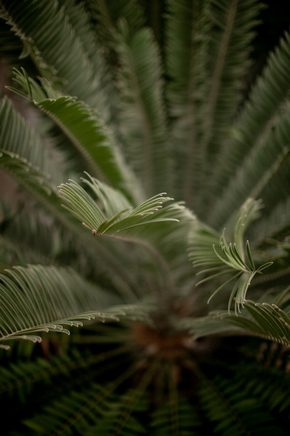 green fern plan in close-up photo