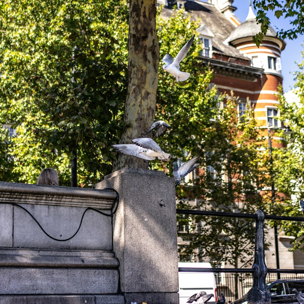 gray bird on gray concrete fence