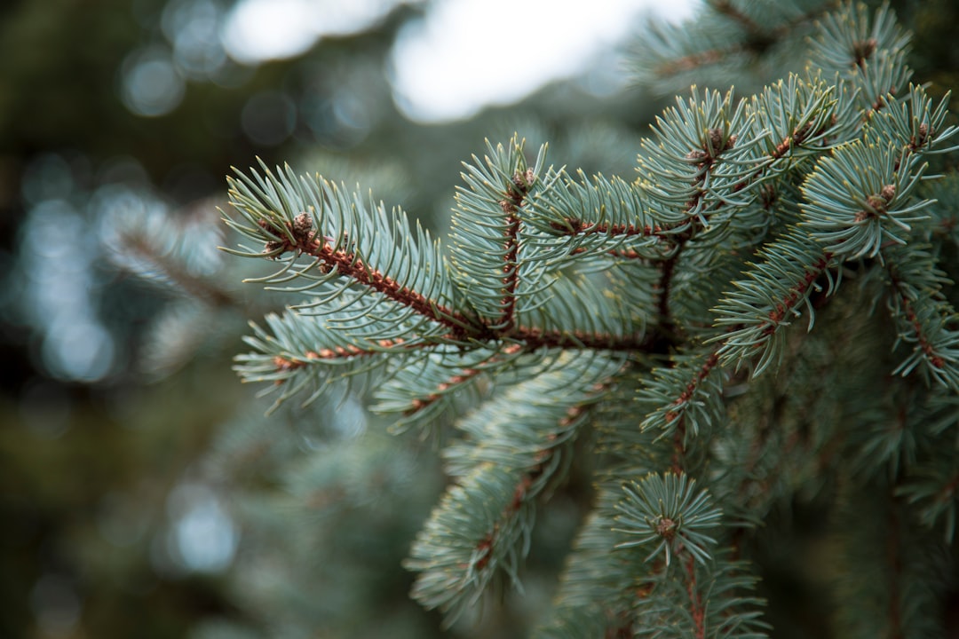 green-leafed tree