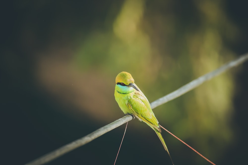 selective focus photography of green bird