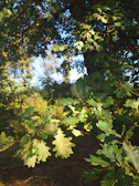 Wide shot of the tranquil oak forest pasture under soft natural light.