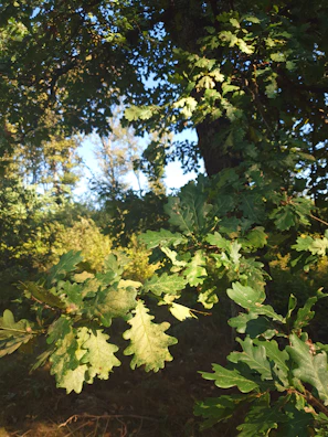 Wide shot of the tranquil oak forest pasture under soft natural light.