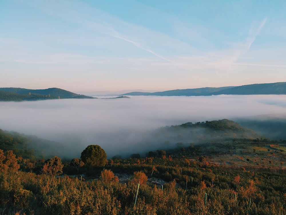 bird's-eye view photography of forest with fogs