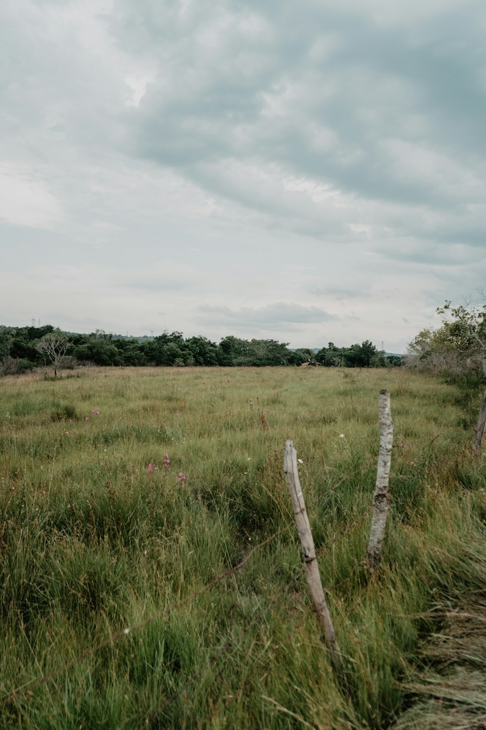 Campo de grama verde