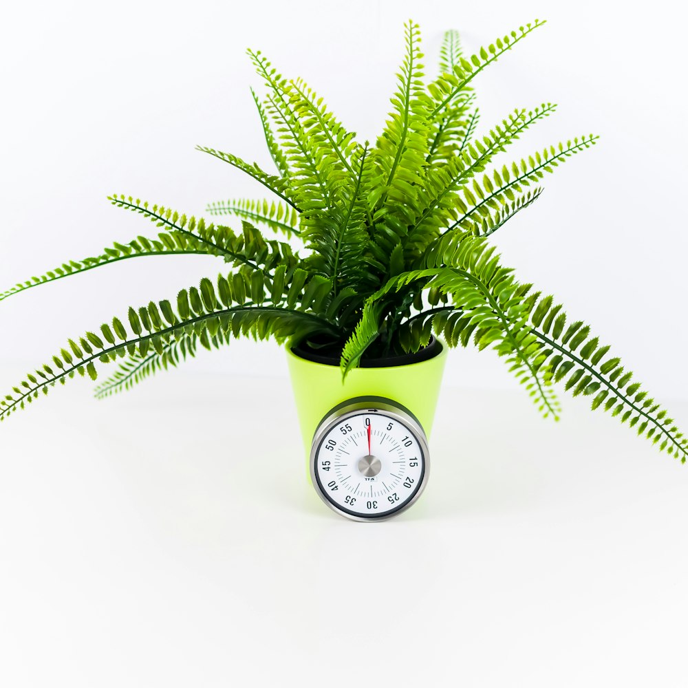 green fern plant inside yellow pot with clock