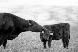 A black and white photo of a cow gently nuzzling a calf in a grassy field. Both animals have ear tags, and their dark coats contrast with the lighter background. The scene is serene, capturing a moment of bonding between the two animals.