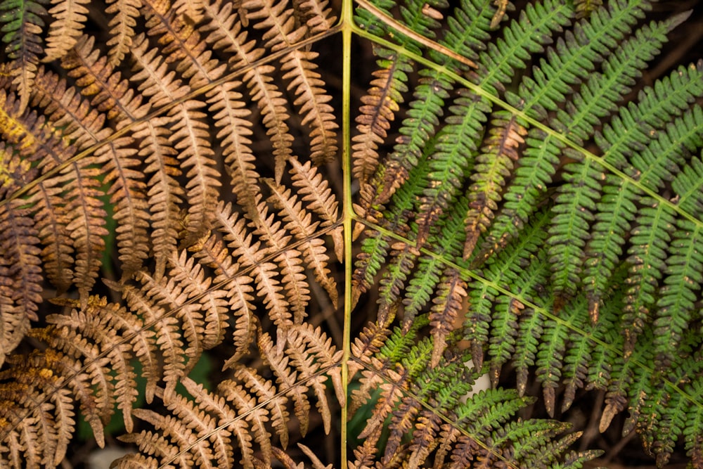 dried and fresh fern leaves