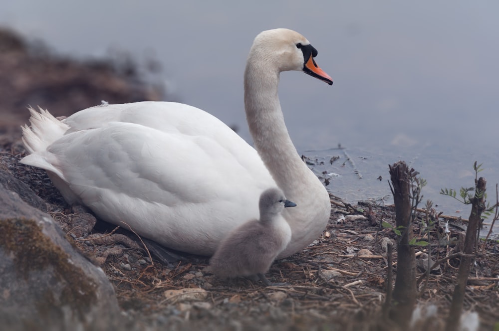 white goose near lake