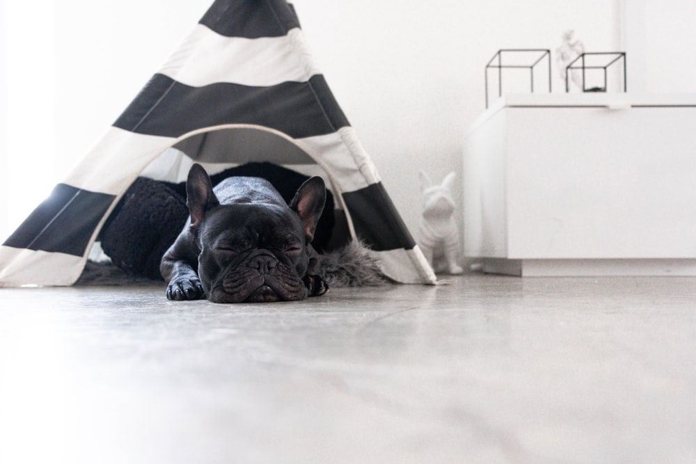 black French bulldog sleeping under tent