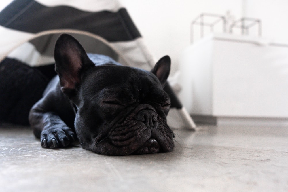 sleeping black Boston terrier