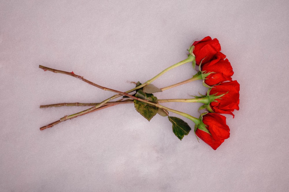 quatre roses rouges sur une surface blanche