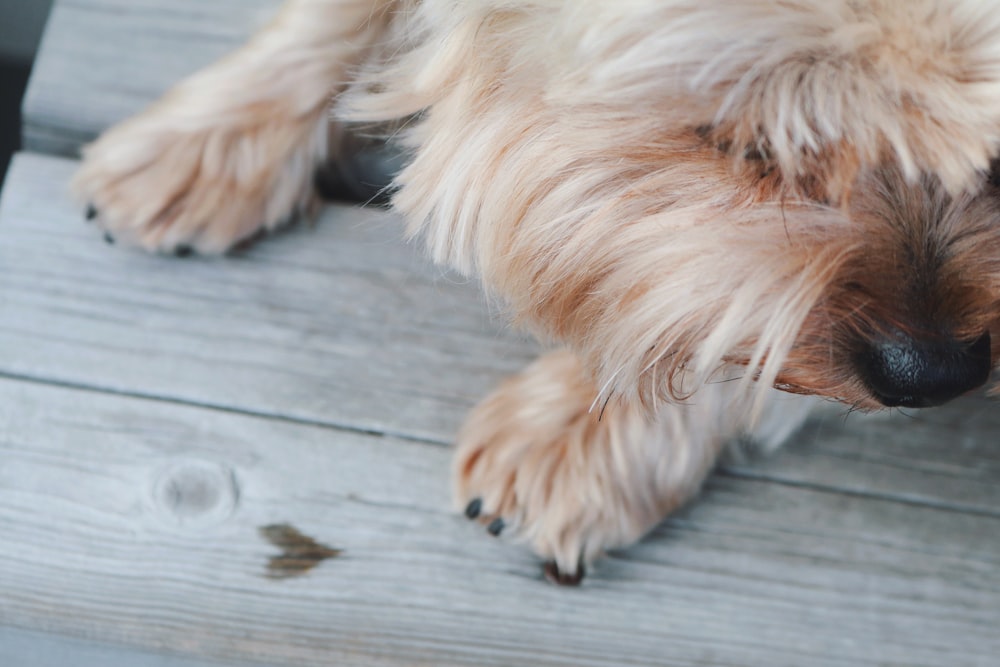 long-coated tan dog