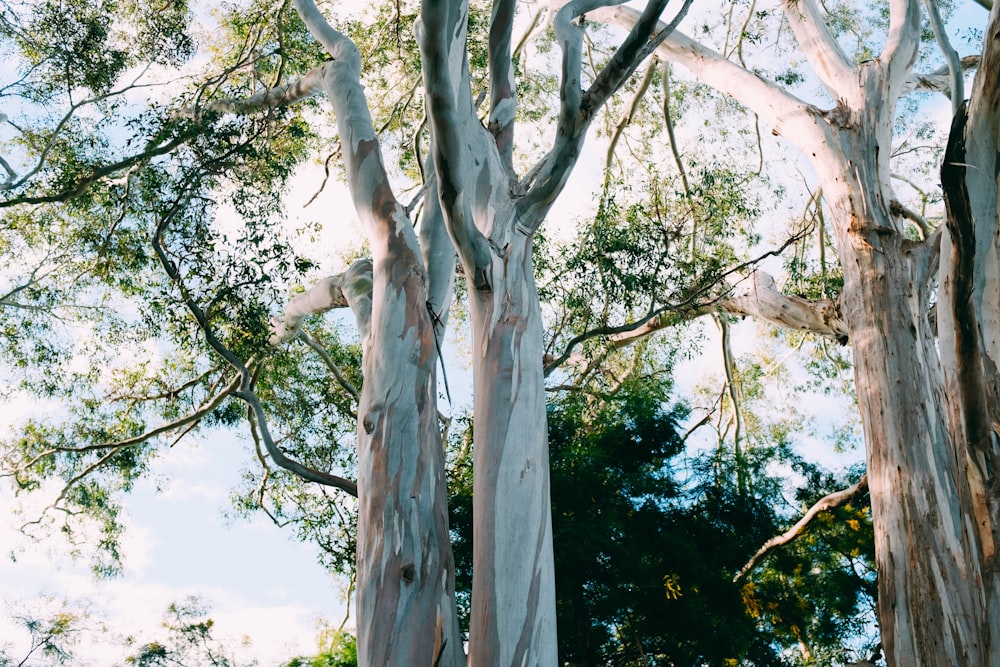 tall tree under white sky