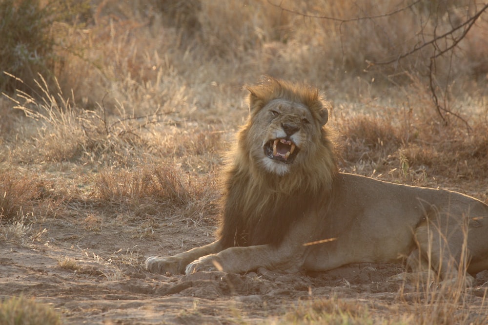 male lion sitting on ground during daytime