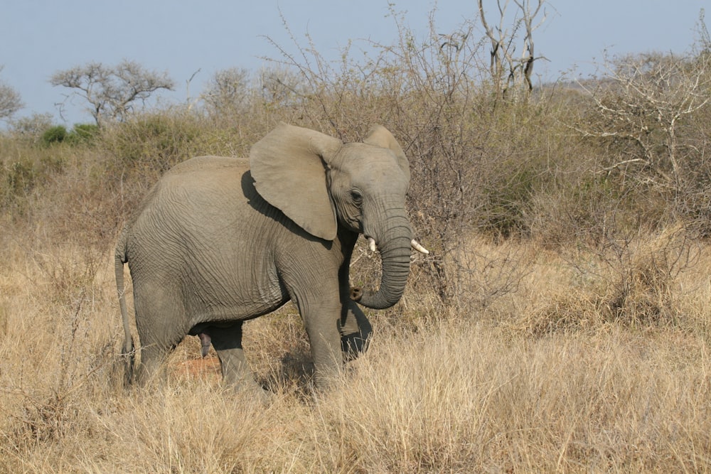 gray elephant in the wild