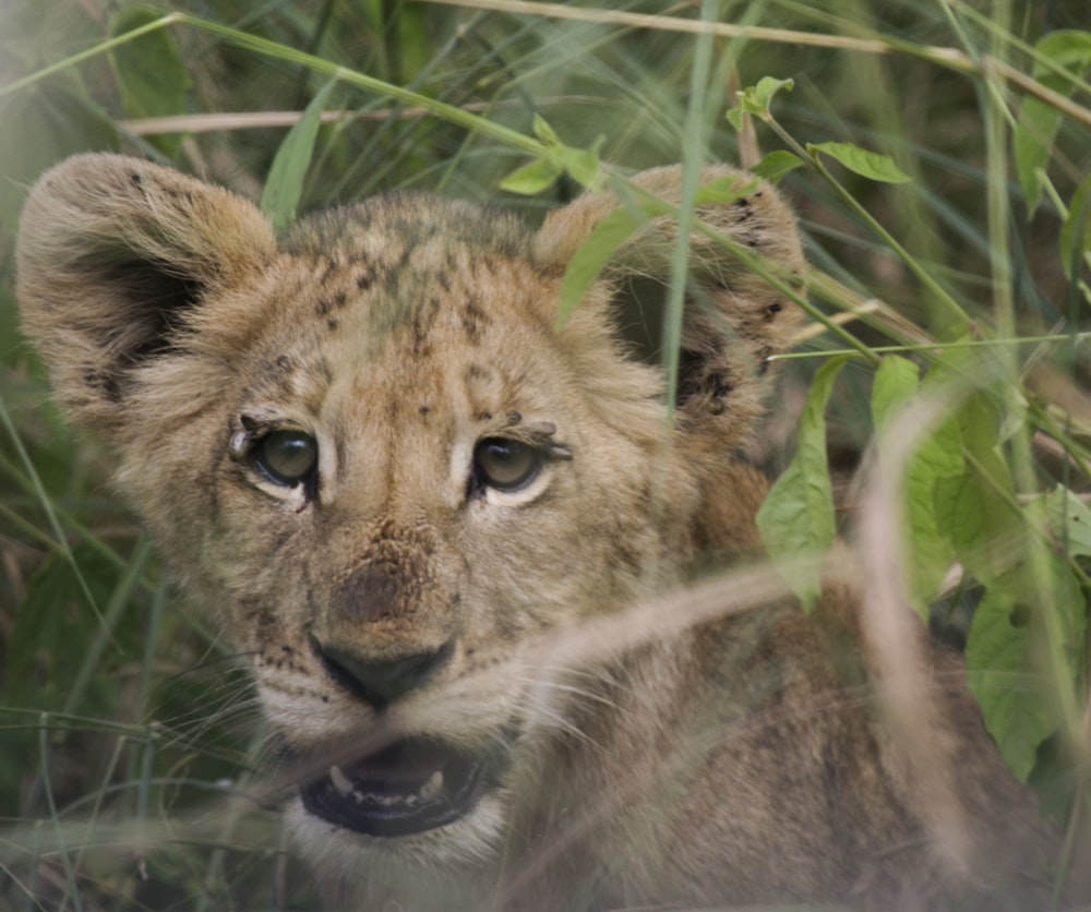 selective focus photography of lion cub