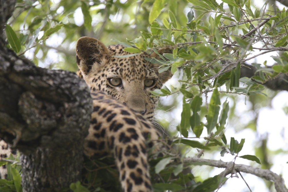 leopard lying on tree