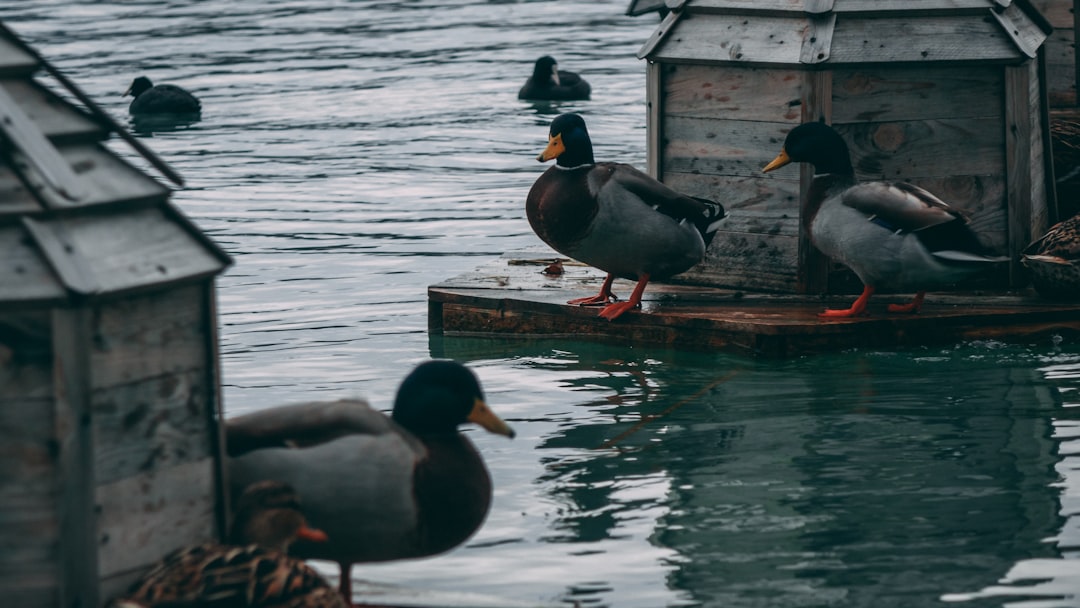 mallard duck on dock