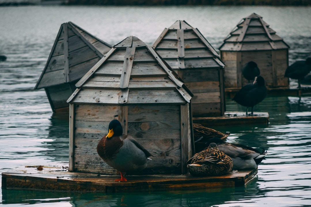 black and blue duck standing on floating shed