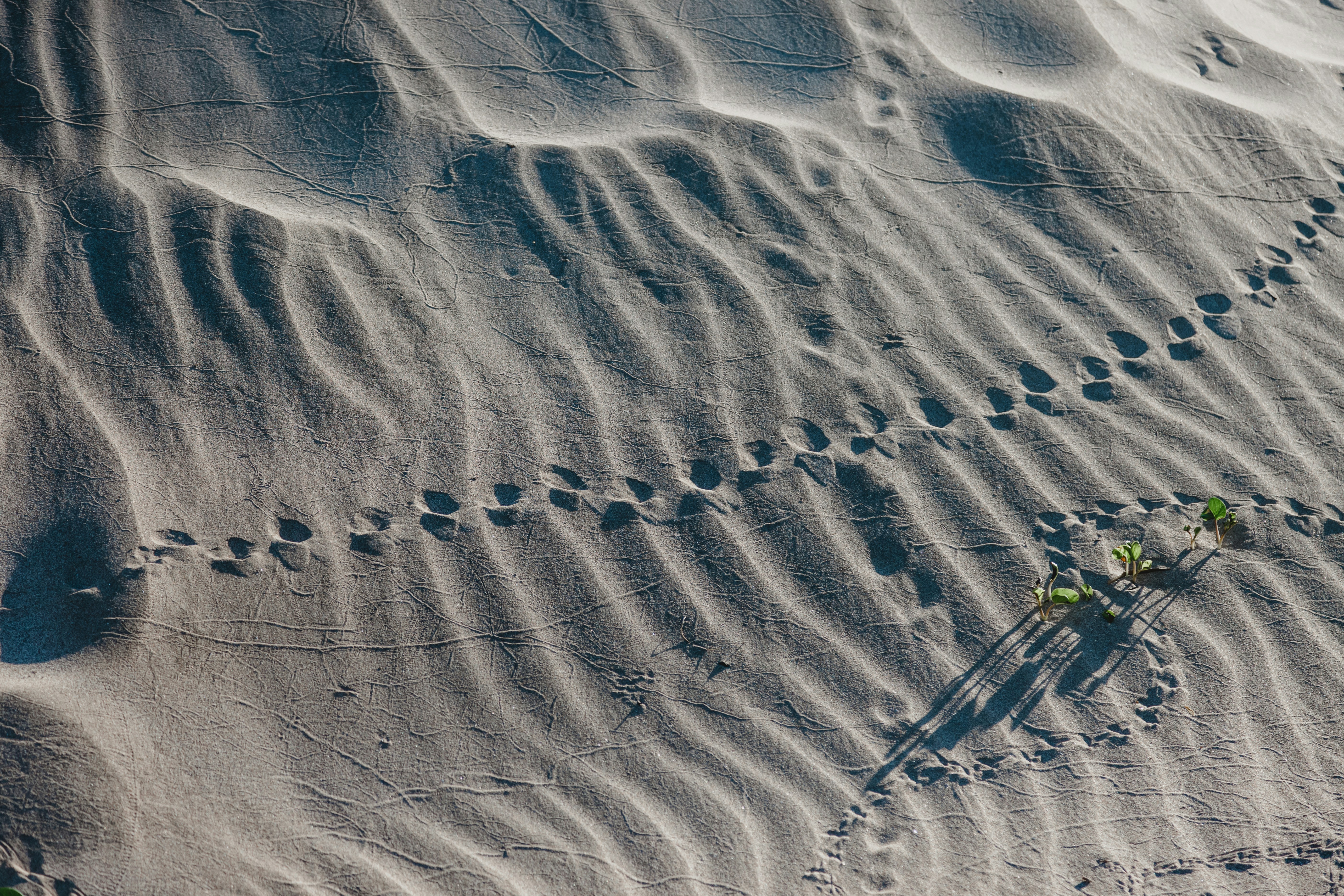 trail on sand during daytime, 