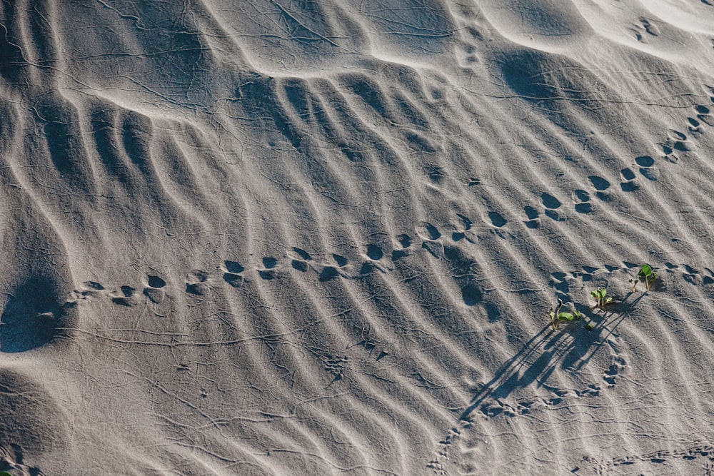 trail on sand during daytime