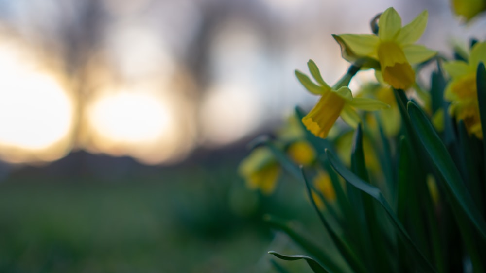 Photographie sélective de fleurs jaunes