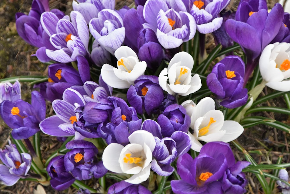 close-up photo of white and purple petaled flowers