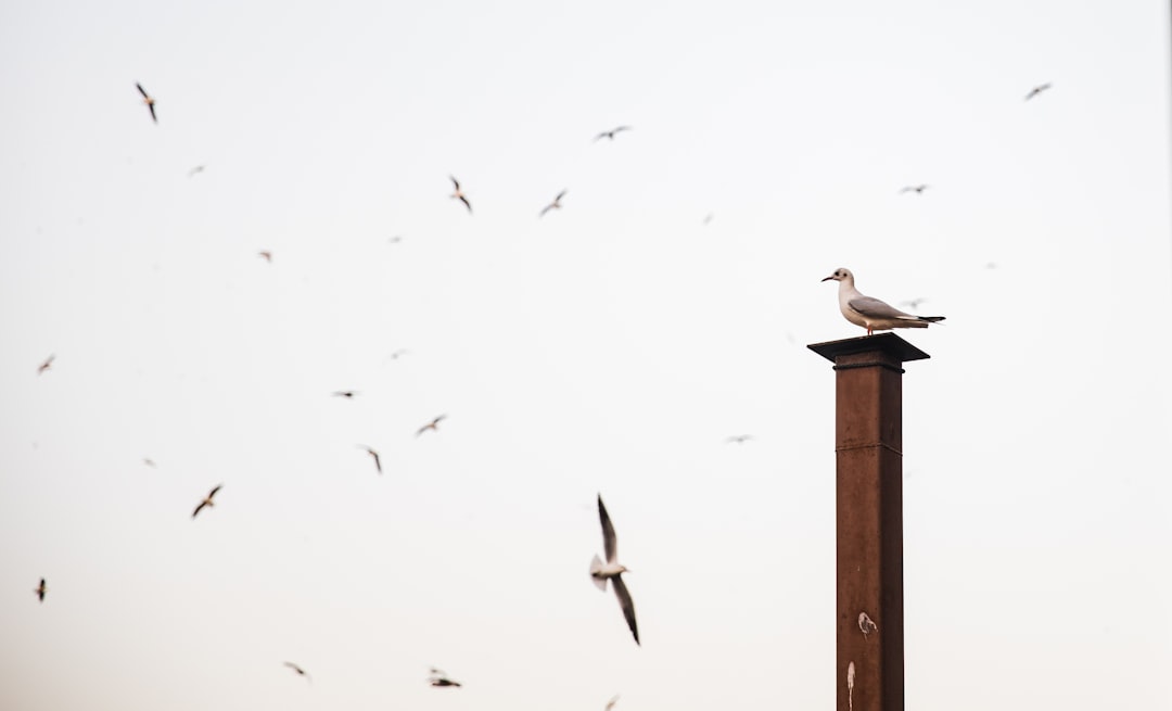 seagull bird perched on wooden post near other flock of birds