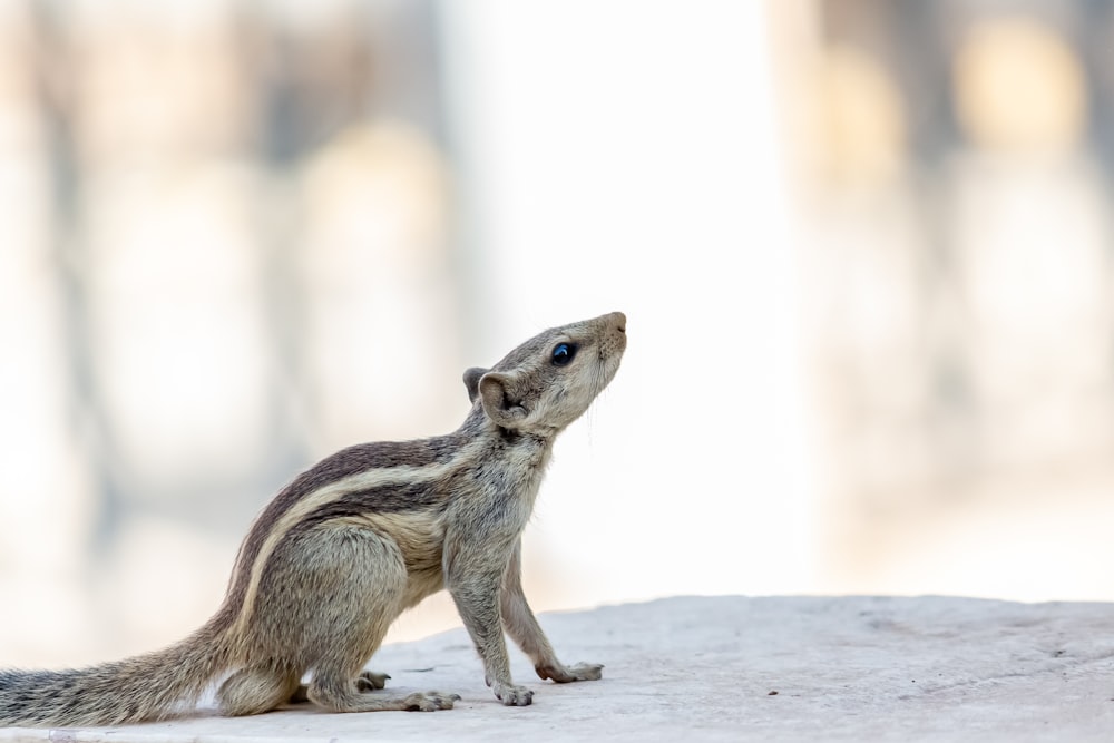 selective focus photography of squirrel