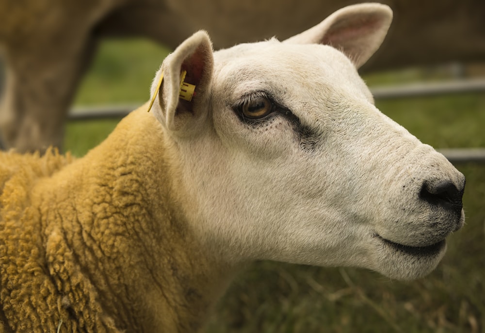 close-up photography of sheep