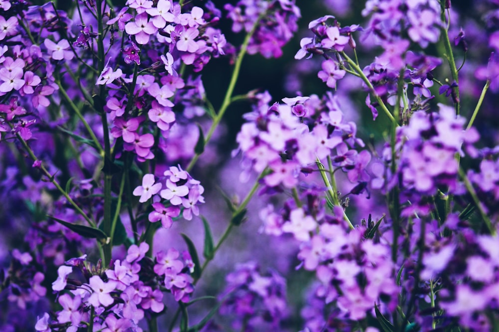 purple petaled flower