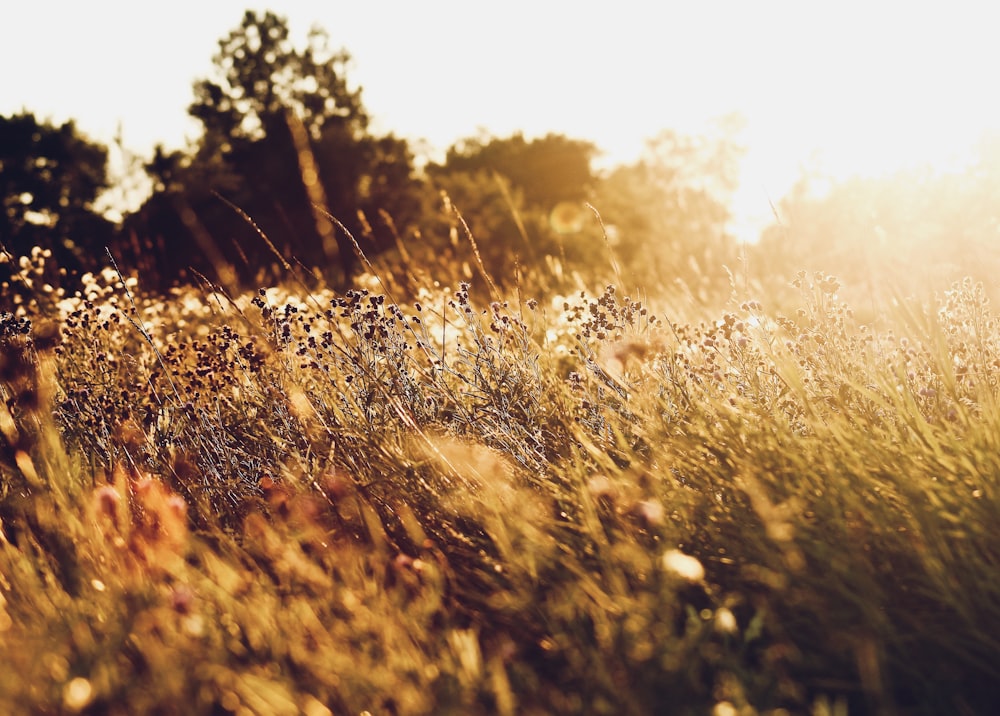 a field of tall grass with trees in the background