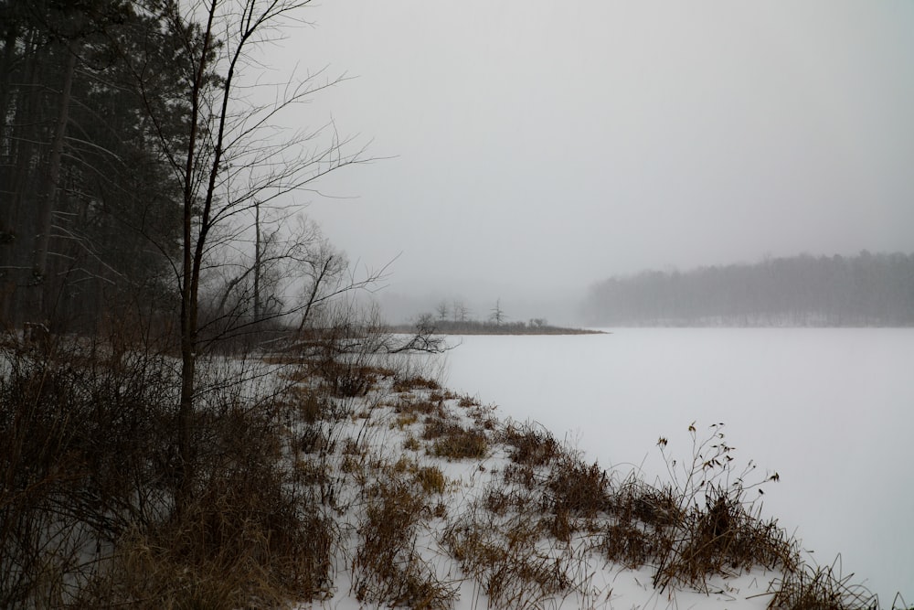 snow field beside trees