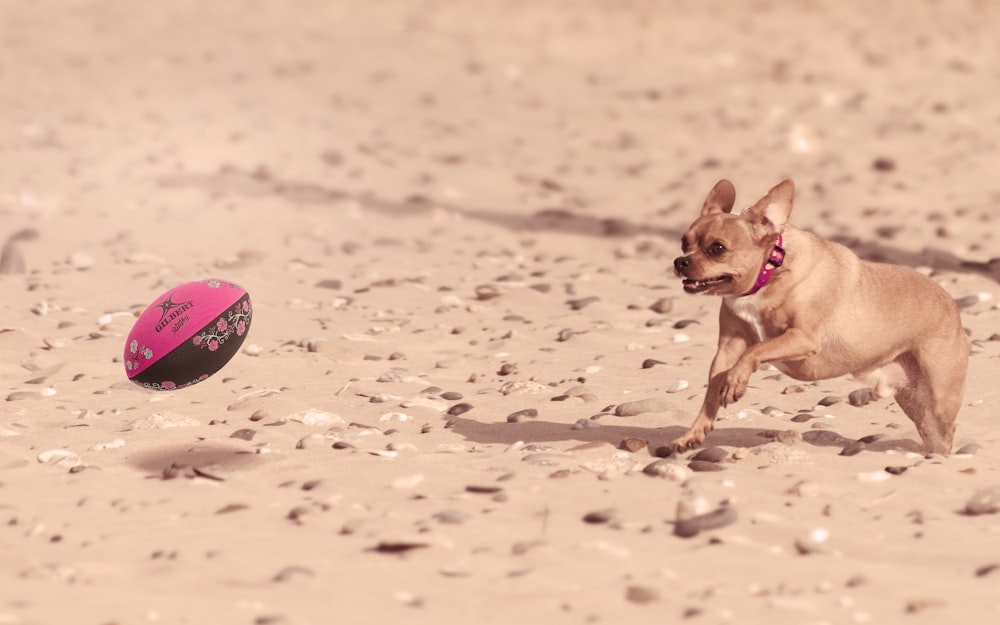 selective focus photography of dog looking to football ball