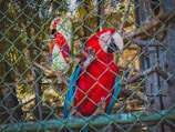 A vibrant red parrot with blue wing feathers is perched behind a wire fence in a natural setting. A colorful cylindrical object with a parrot design is visible in the background. The scene is set within an enclosure featuring branches and dappled sunlight filtering through leaves.