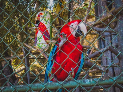 A vibrant red parrot with blue wing feathers is perched behind a wire fence in a natural setting. A colorful cylindrical object with a parrot design is visible in the background. The scene is set within an enclosure featuring branches and dappled sunlight filtering through leaves.