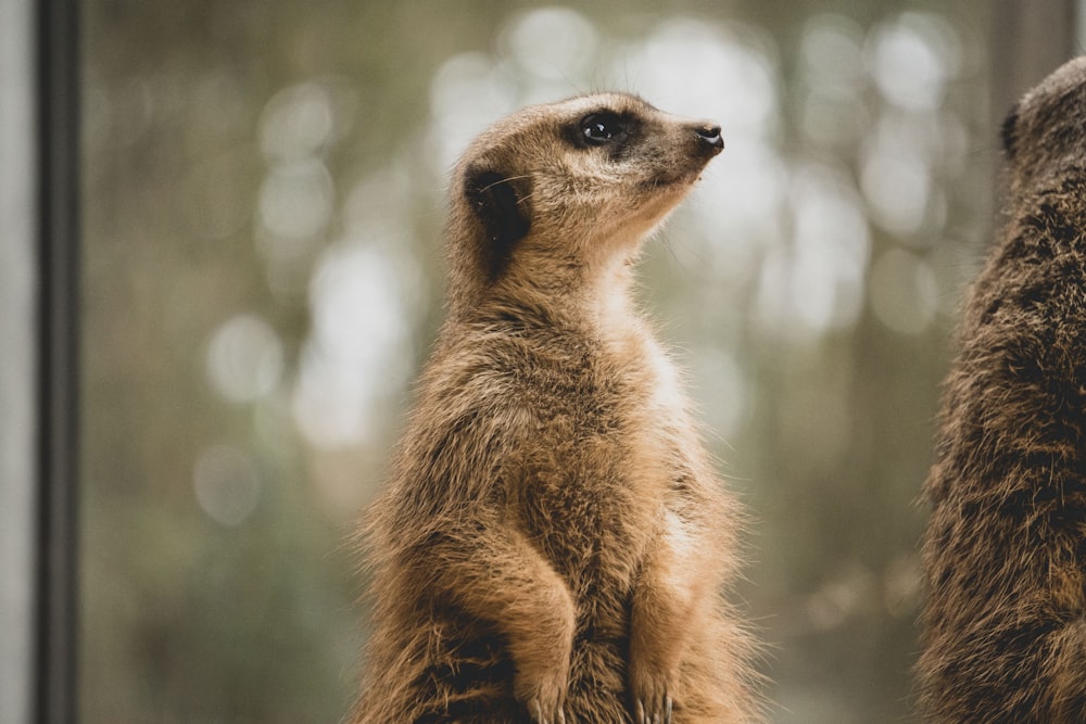 selective focus photography of brown animal