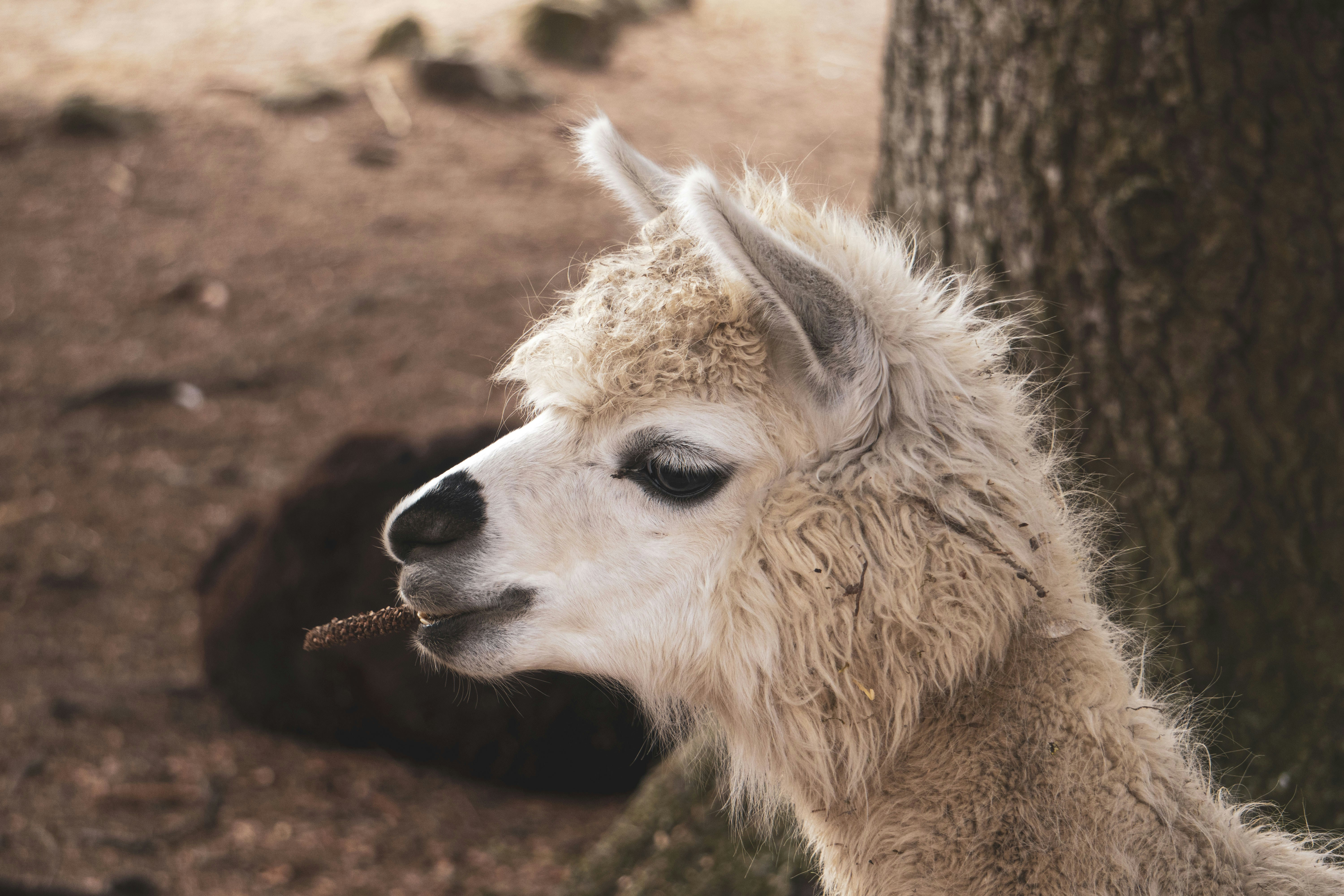 Drama Llama Karma - Part 1