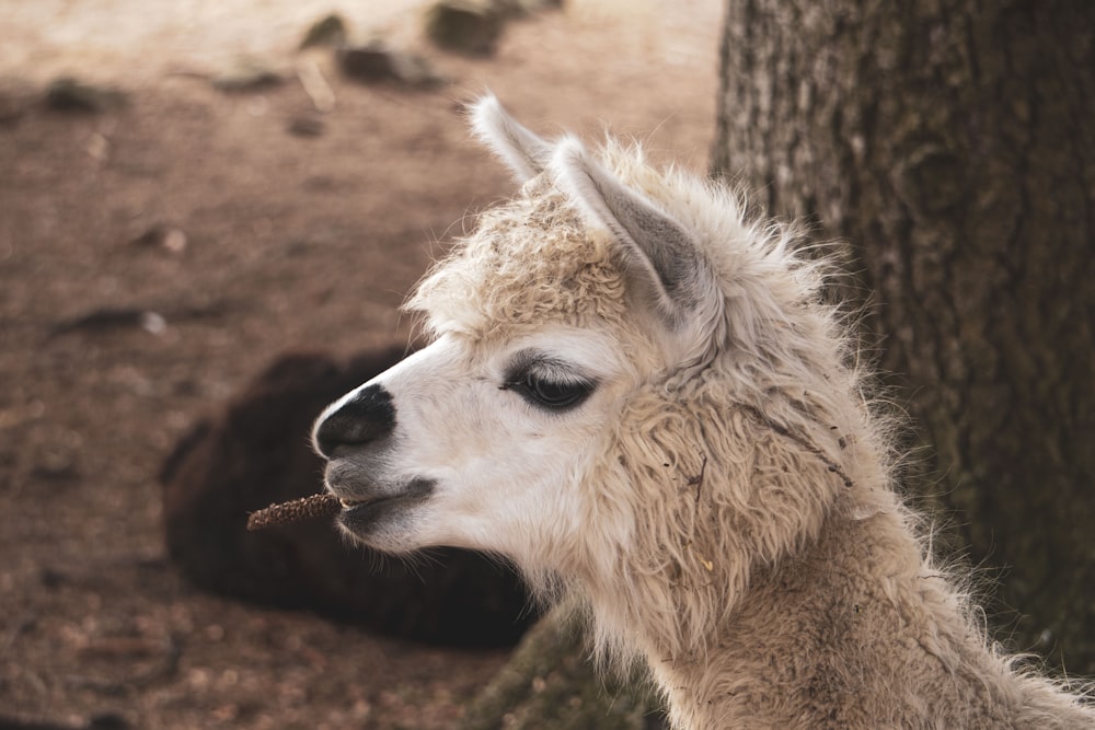 white LLama near tree