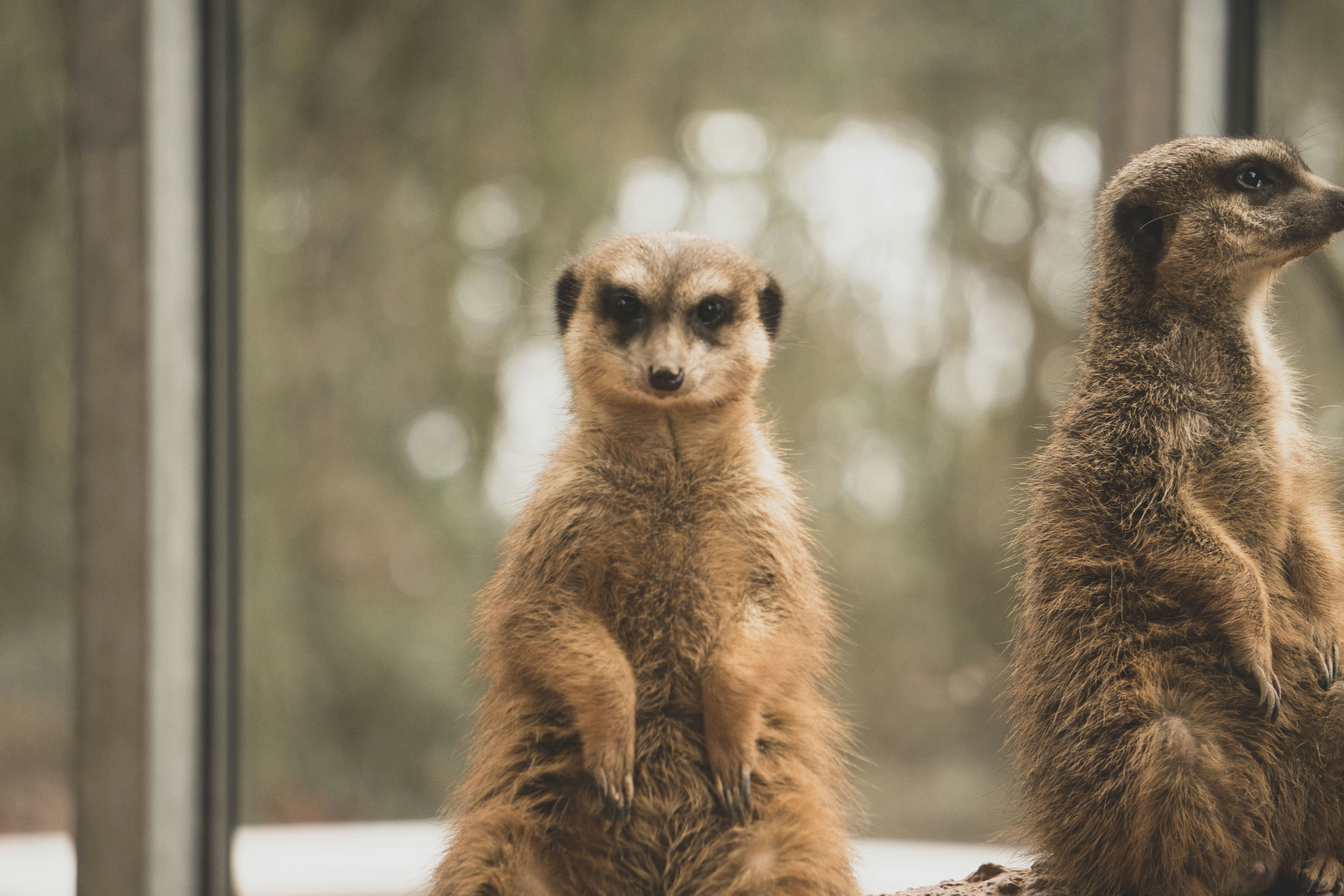 two rodents standing in front of clear wall